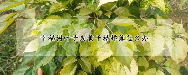 幸福樹葉子發(fā)黃干枯掉落怎么辦