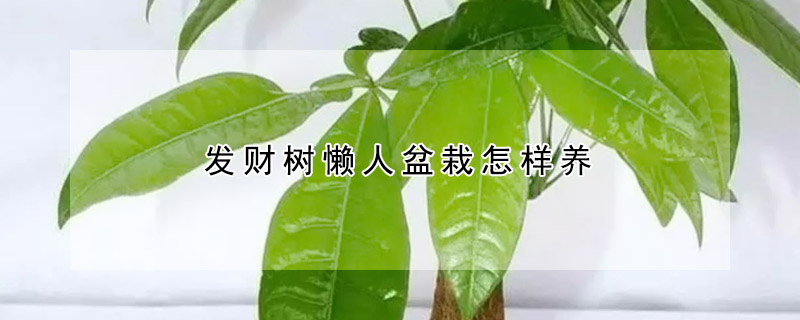 發(fā)財(cái)樹(shù)懶人盆栽怎樣養(yǎng)