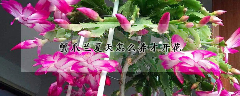 蟹爪蘭夏天怎么養(yǎng)才開花