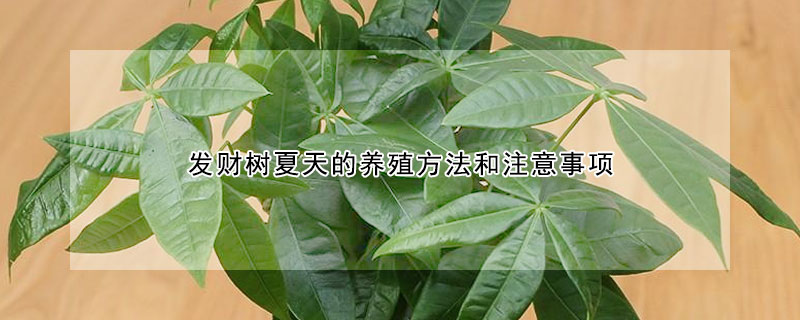 發(fā)財樹夏天的養(yǎng)殖方法和注意事項