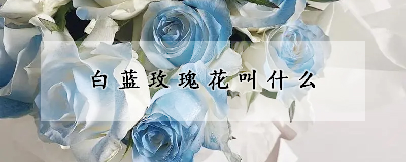 白藍玫瑰花叫什么