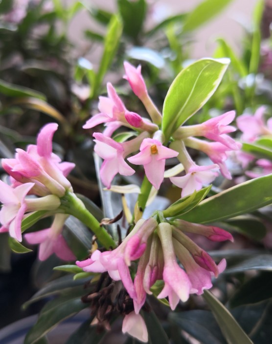 瑞香花開了 幾個(gè)小技巧 開花更持久 滿室生香