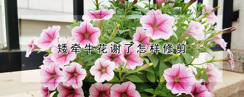 矮牽?；ㄖx了怎樣修剪