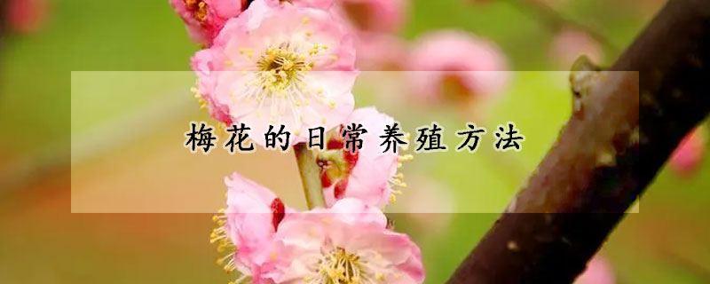 梅花的日常養(yǎng)殖方法