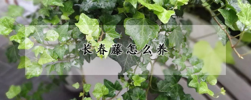 長春藤怎么養(yǎng)