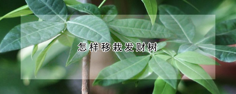怎樣移栽發(fā)財樹