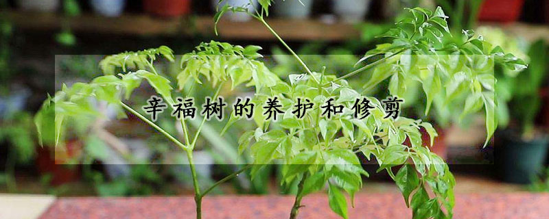 辛福樹(shù)的養(yǎng)護(hù)和修剪