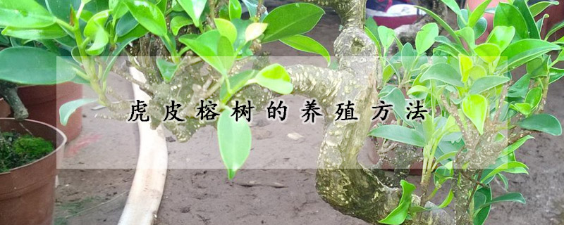 虎皮榕樹的養(yǎng)殖方法