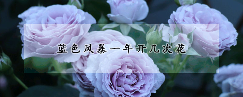 藍(lán)色風(fēng)暴一年開幾次花