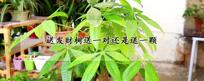 送發(fā)財(cái)樹(shù)送一對(duì)還是送一顆