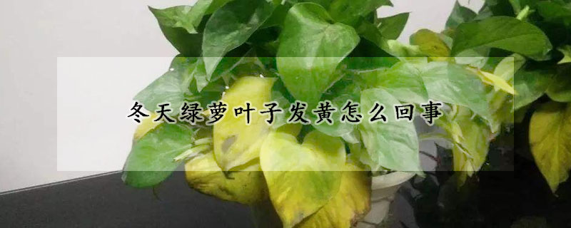 冬天綠蘿葉子發(fā)黃怎么回事