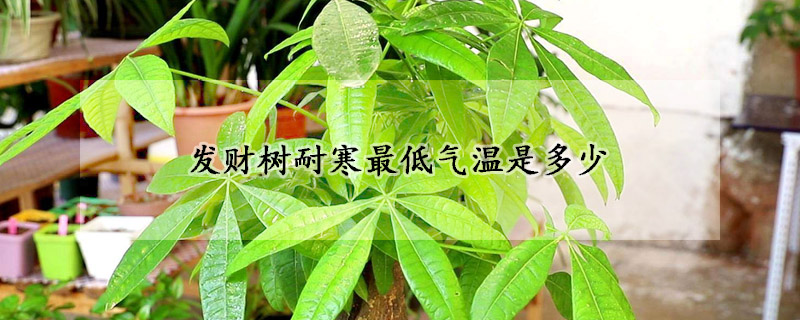 發(fā)財(cái)樹(shù)耐寒最低氣溫是多少