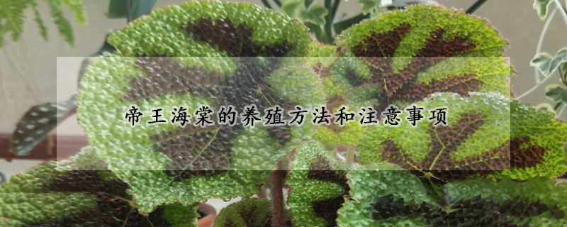 帝王海棠的養(yǎng)殖方法和注意事項(xiàng)