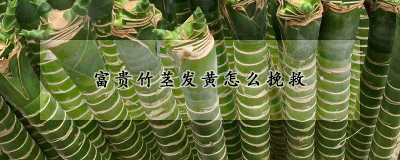 富貴竹莖發(fā)黃怎么挽救