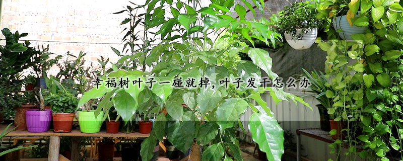 幸福樹葉子一碰就掉,葉子發(fā)干怎么辦
