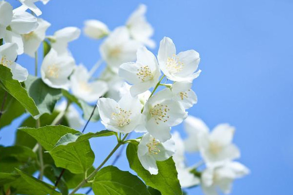 家里養(yǎng)茉莉?qū)︼L(fēng)水好嗎 茉莉的擺放位置