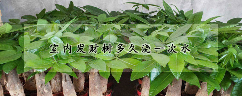 室內(nèi)發(fā)財樹多久澆一次水