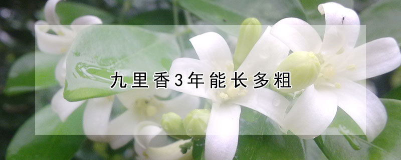 九里香3年能長(zhǎng)多粗