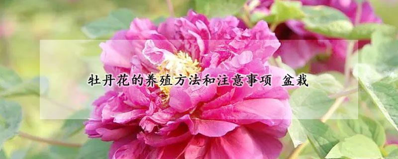 牡丹花的養(yǎng)殖方法和注意事項 盆栽