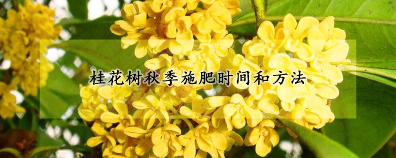 桂花樹秋季施肥時(shí)間和方法