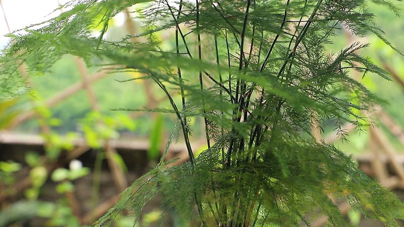養(yǎng)文竹需要注意什么