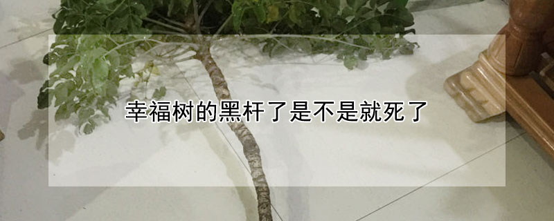 幸福樹(shù)的黑桿了是不是就死了