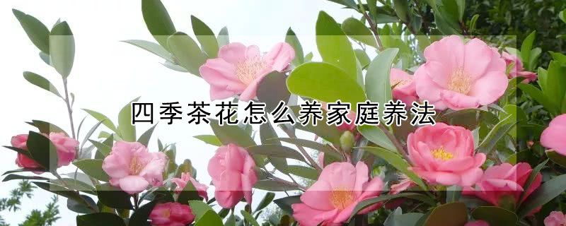 四季茶花怎么養(yǎng)家庭養(yǎng)法