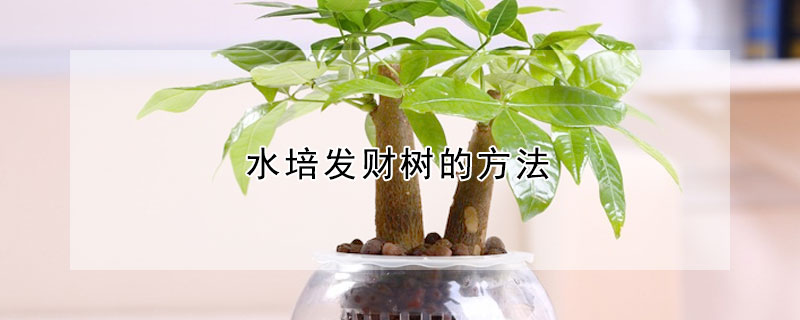 水培發(fā)財(cái)樹的方法