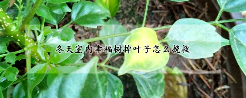 冬天室內(nèi)幸福樹(shù)掉葉子怎么挽救