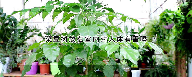 菜豆樹放在室內(nèi)對人體有害嗎