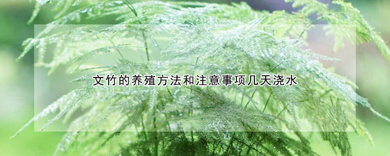 文竹的養(yǎng)殖方法和注意事項(xiàng)幾天澆水