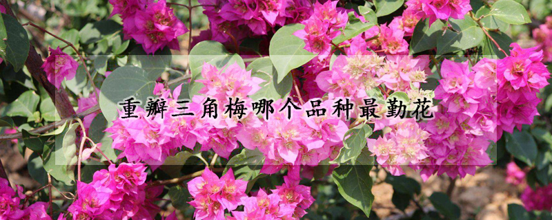 重瓣三角梅哪個(gè)品種最勤花