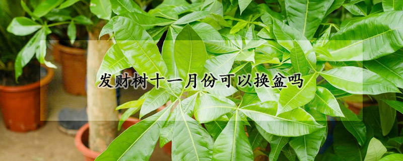 發(fā)財(cái)樹十一月份可以換盆嗎