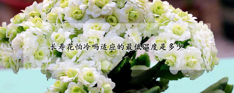 長(zhǎng)壽花怕冷嗎適應(yīng)的最低溫度是多少
