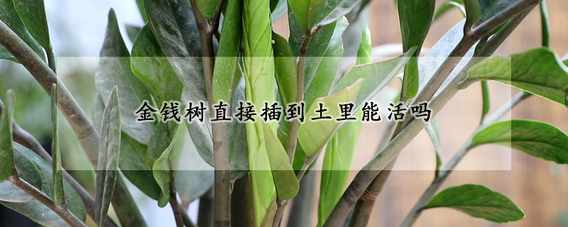 金錢(qián)樹(shù)直接插到土里能活嗎