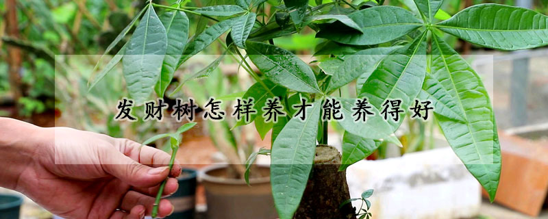 發(fā)財(cái)樹怎樣養(yǎng)才能養(yǎng)得好
