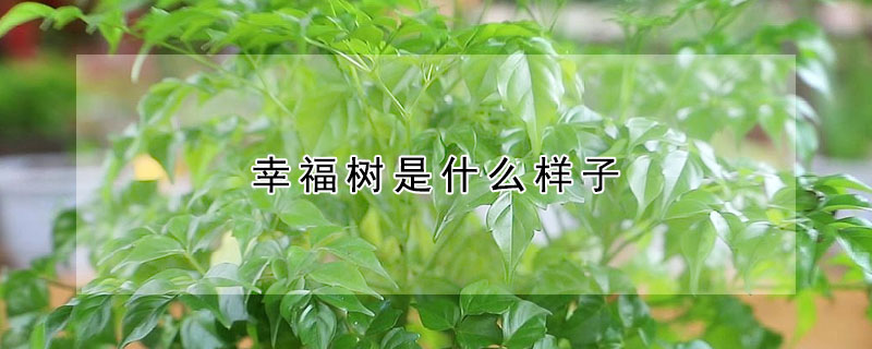 幸福樹是什么樣子
