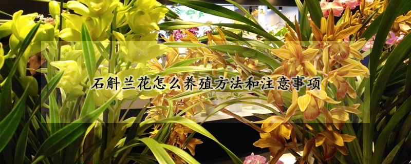 石斛蘭花怎么養(yǎng)殖方法和注意事項(xiàng)