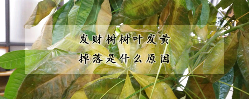 發(fā)財樹樹葉發(fā)黃掉落是什么原因