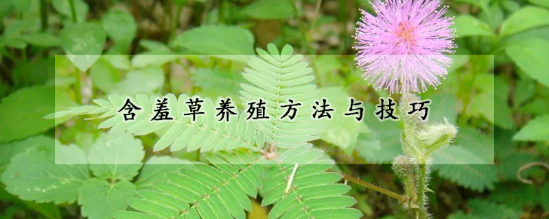 含羞草養(yǎng)殖方法與技巧
