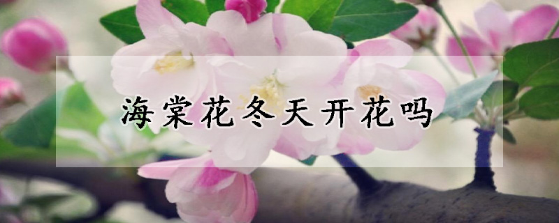 海棠花冬天開(kāi)花嗎