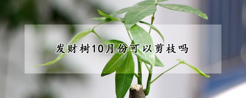 發(fā)財樹10月份可以剪枝嗎