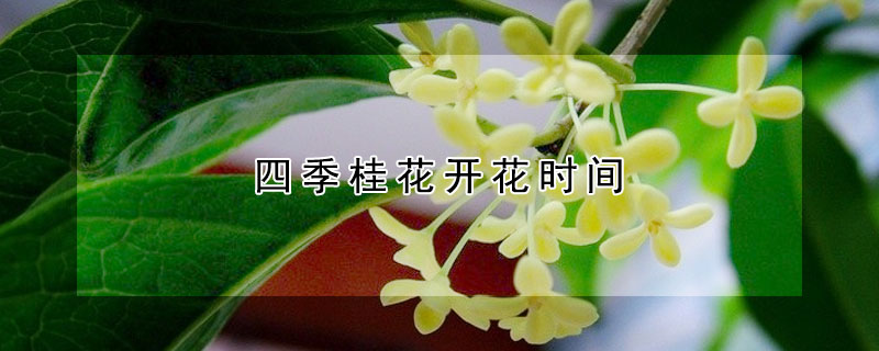 四季桂花開花時(shí)間