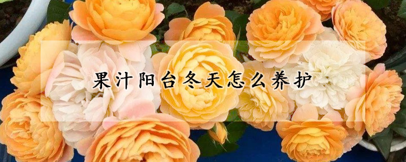果汁陽(yáng)臺(tái)冬天怎么養(yǎng)護(hù)