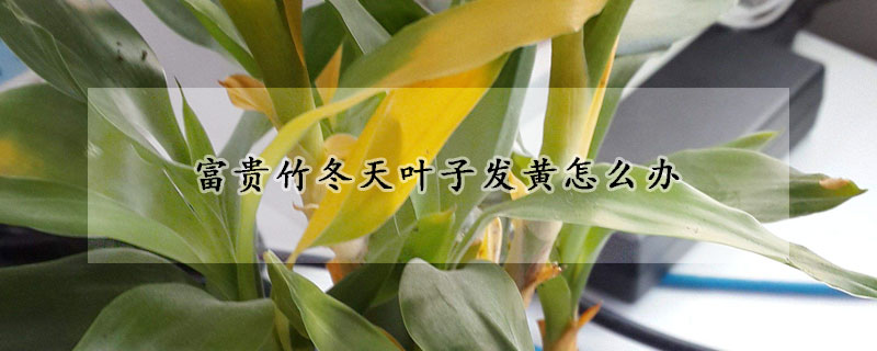 富貴竹冬天葉子發(fā)黃怎么辦