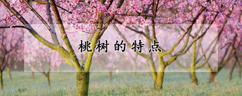 桃樹(shù)的特點(diǎn)