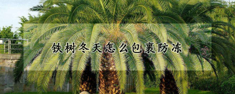 鐵樹(shù)冬天怎么包裹防凍