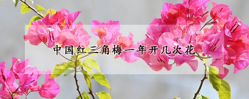 中國(guó)紅三角梅一年開幾次花