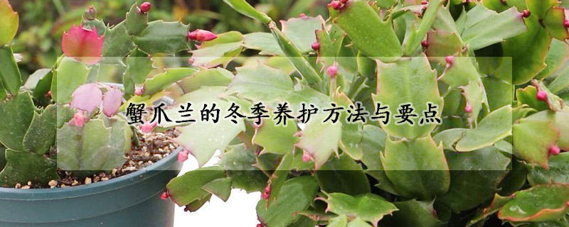 蟹爪蘭的冬季養(yǎng)護方法與要點