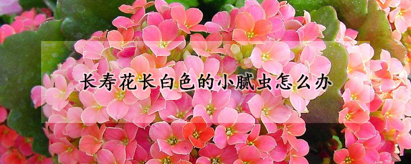 長(zhǎng)壽花長(zhǎng)白色的小膩蟲怎么辦